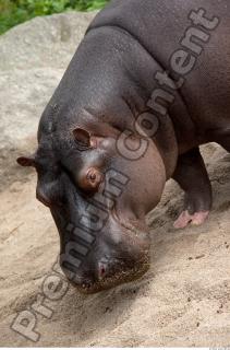 Hippo 0037